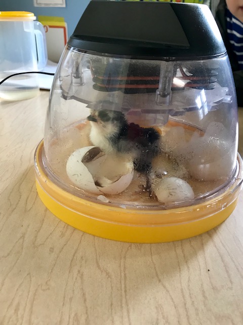 Eggs in the Incubator