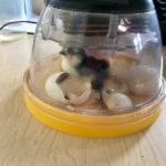 Eggs in the Incubator